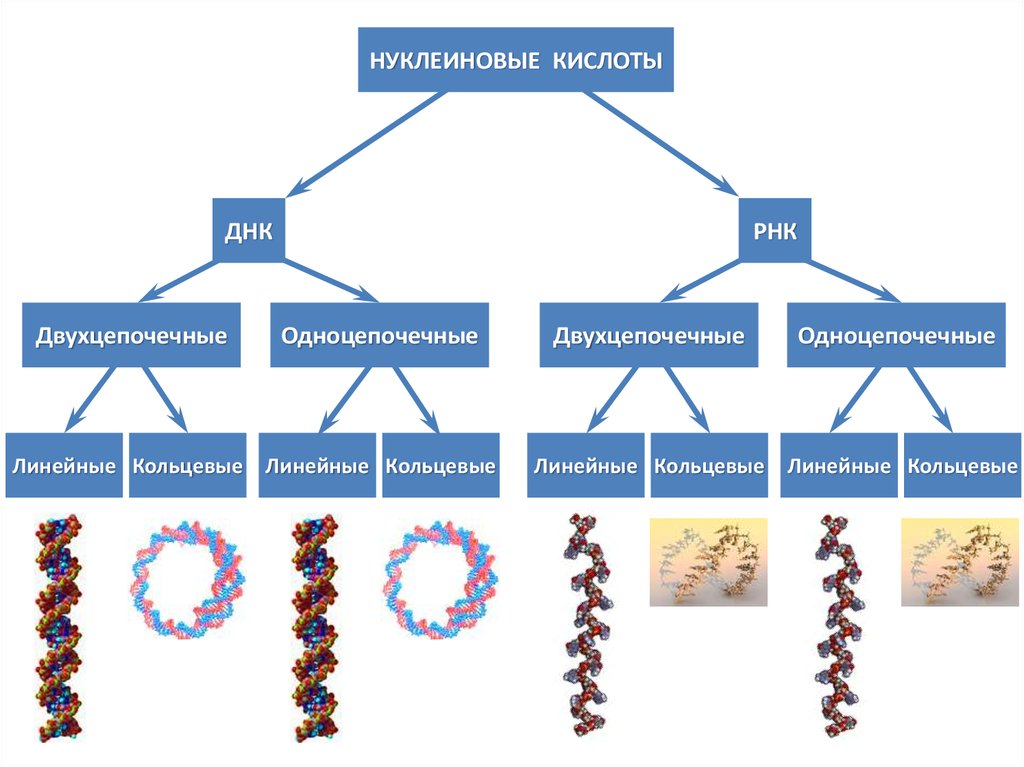 Нуклеиновые формы жизни. Двухцепочечные РНК вирусы. Вирусные нуклеиновые кислоты. Кольцевая ДНК. ДНК биология 10 класс.