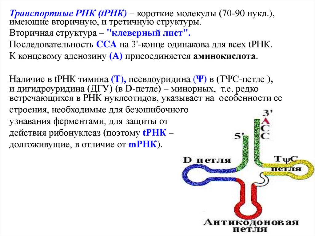 Рнк встречается. Вторичная структура РНК клеверный лист. Вторичная и третичная структура ТРНК. Транспортная РНК. Третичная структура РНК.