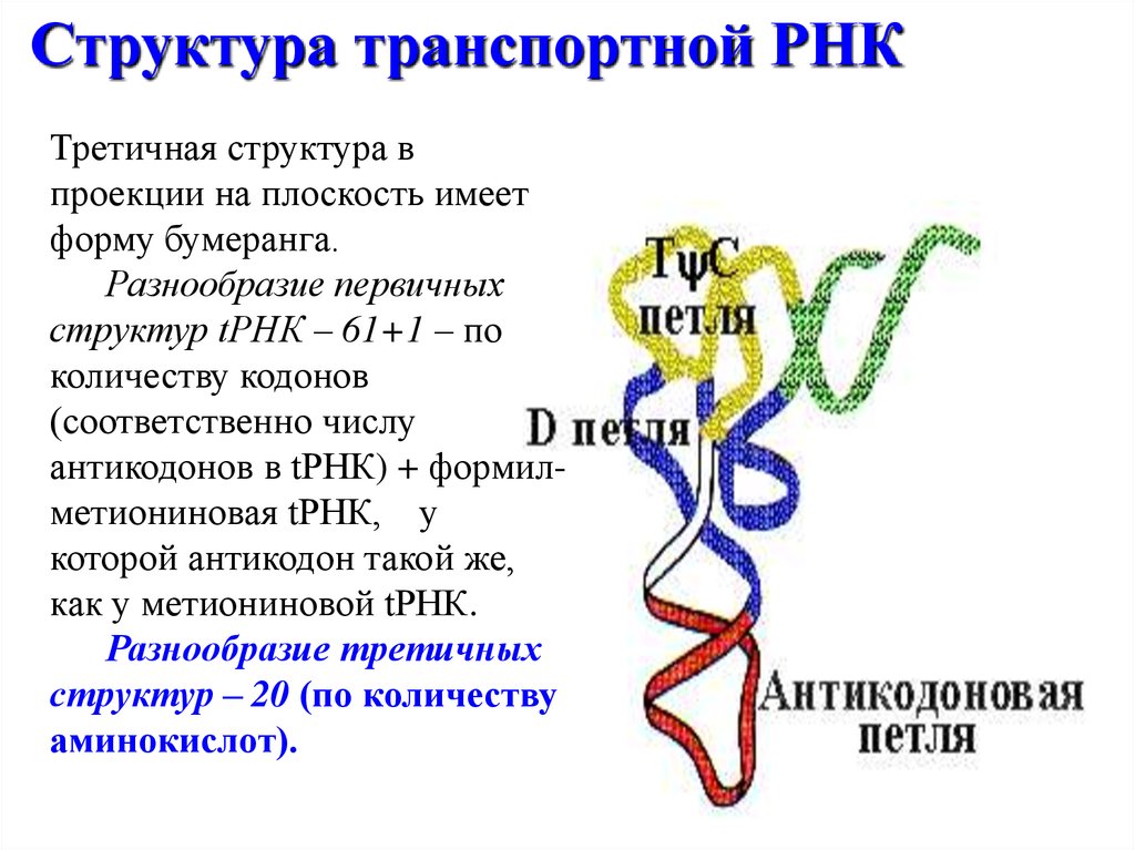 Молекулы рнк имеют структуру. Структуры РНК первичная вторичная и третичная. Первичная вторичная и третичная структура ТРНК. Третичная структура ТРНК. Строение ТРНК первичная структура.