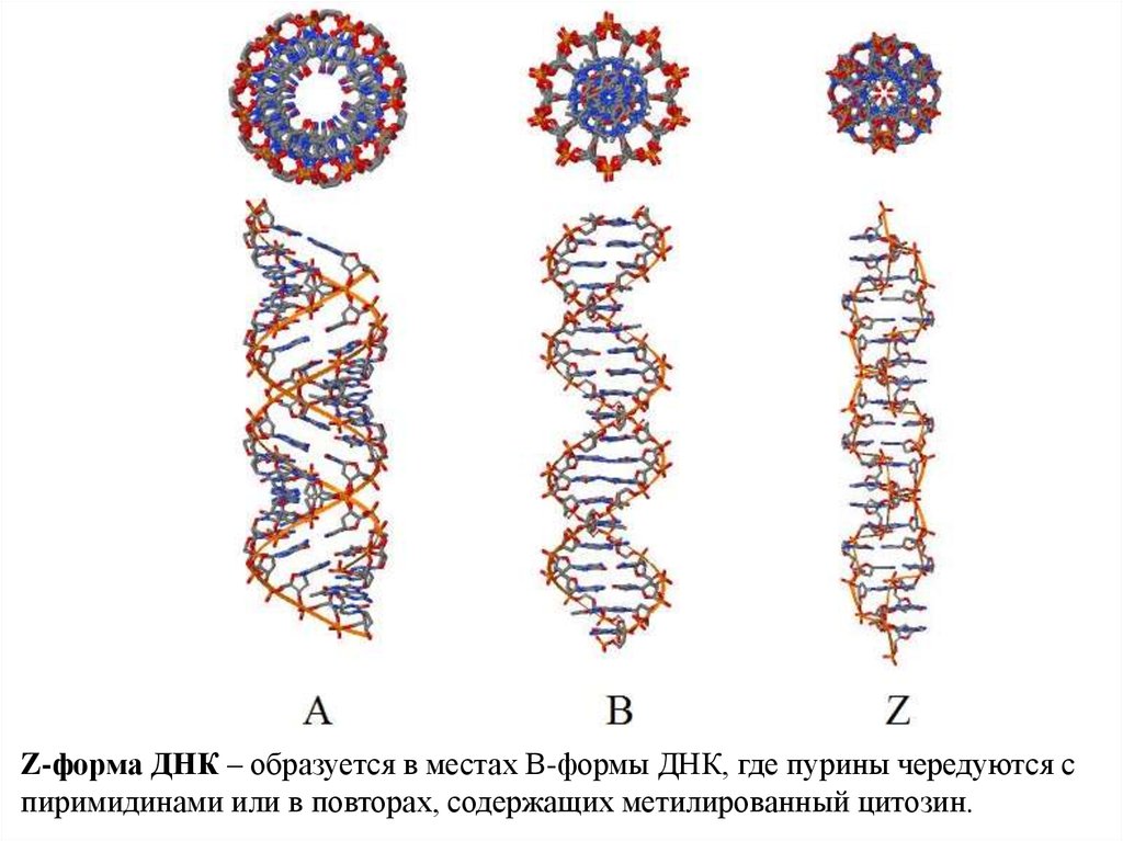 Нить дне. В- форма ДНК, А- И Z- формы ДНК.. ДНК двухцепочечная спираль. Полиморфизм двойной спирали ДНК кратко. B-форма и a-форма ДНК.