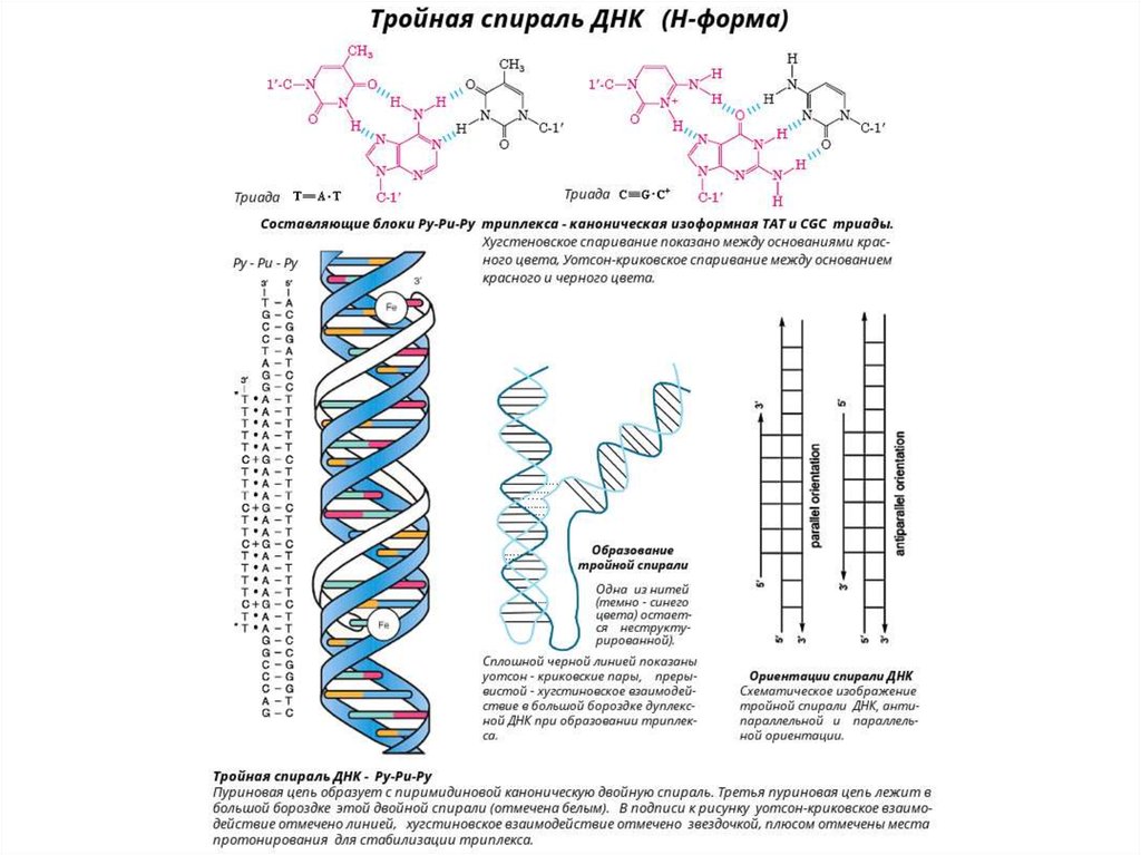 Значение молекул днк. ДНК вторичная структура схема строения. Структура молекулы ДНК. Неканонические структуры ДНК. ДНК структурная форма.