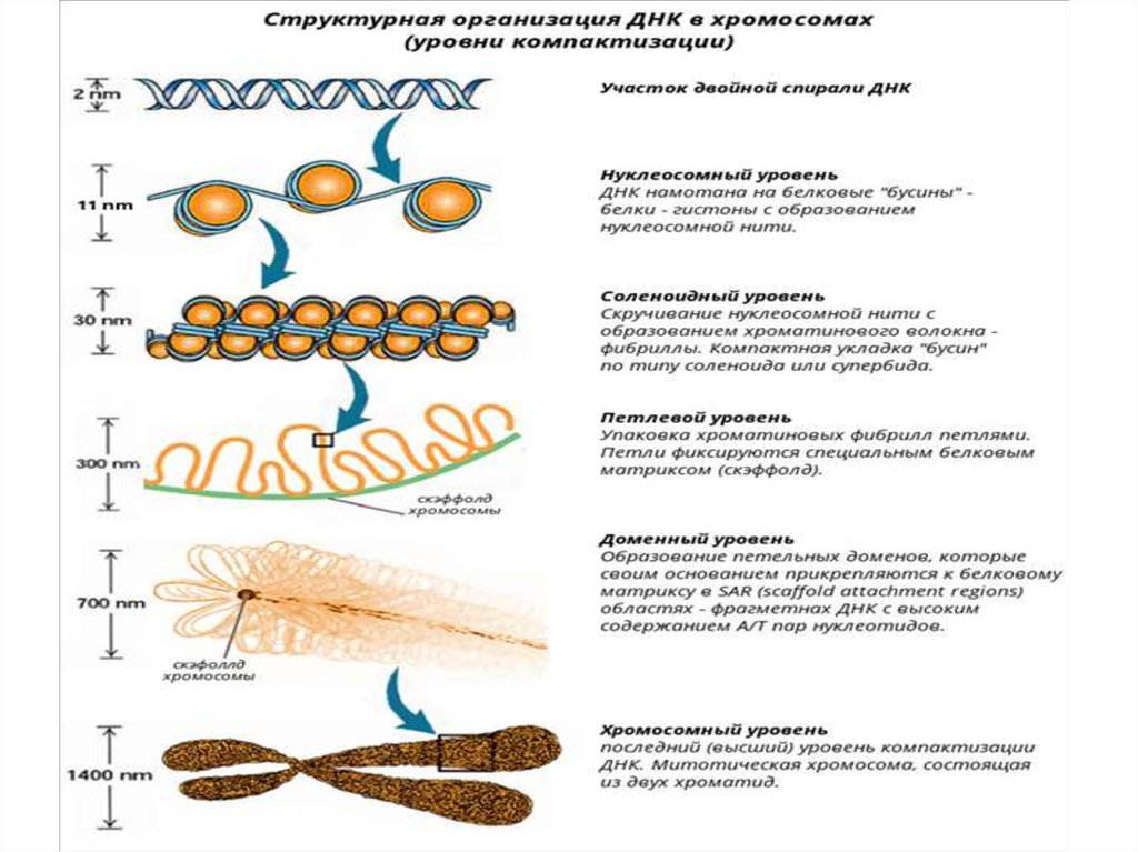 Стадии спирализации хромосом. Схема упаковки ДНК В хромосоме. Уровни упаковки ДНК В хроматине. . Структурная организация хроматина. Уровни компактизации ДНК.. Уровни упаковки ДНК В метафазную хромосому.
