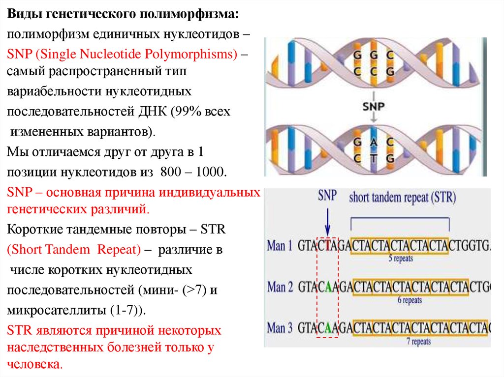 Изменение нуклеотидной последовательности. Тип генетического полиморфизма SNP. SNP (Single nucleotide polymorphism). Однонуклеотидный полиморфизм. Однонуклеотидный полиморфизм SNP это.