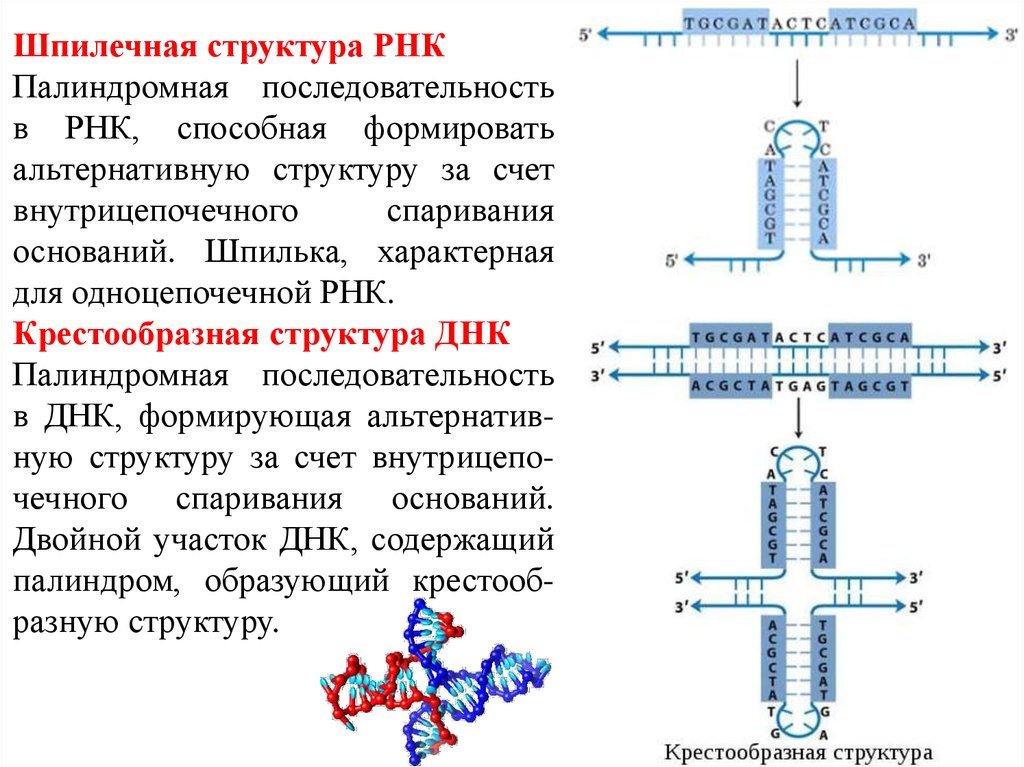 Структурная рнк. Шпилечная структура РНК. Структурная организация РНК. Палиндромные последовательности ДНК И РНК. Палиндромная последовательность РНК.