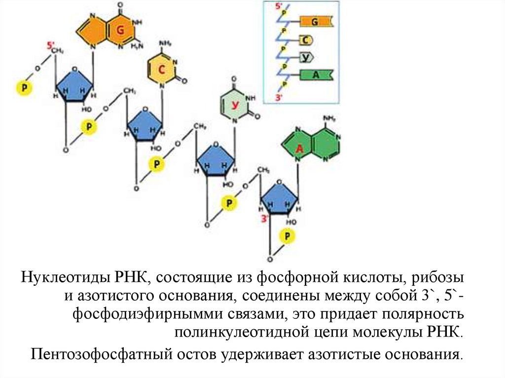 Нуклеотид состоит из азотистого. Пентозофосфатный остов ДНК. Нуклеотиды РНК соединены между собой. Нуклеотид РНК состоит из азотистого основания. Нуклеотиды соединяются между собой в РНК С помощью связи.