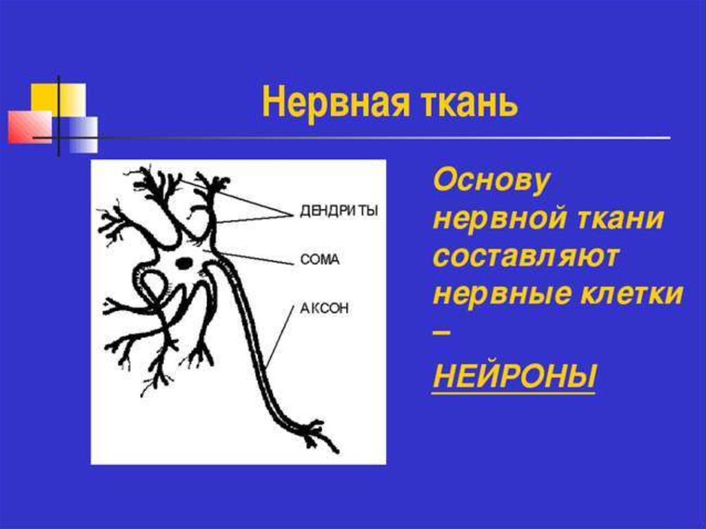 Какую роль играет нервная. Нервная система. Нервная система презентация. Нервная система рисунок. Нервы для презентации.