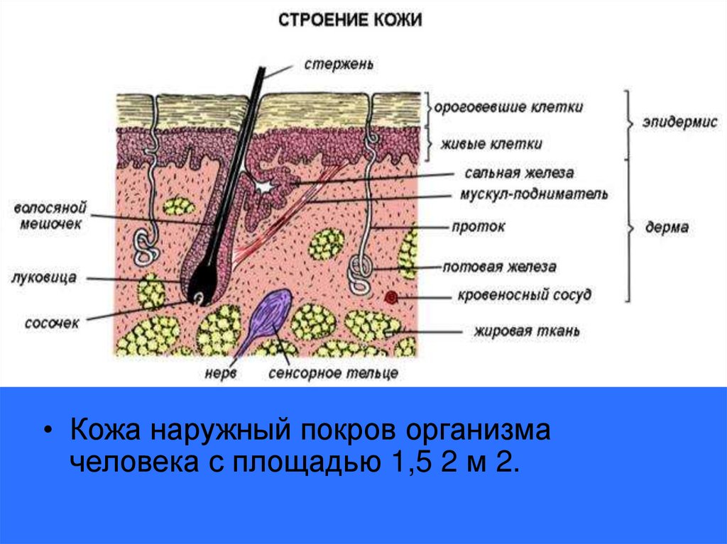 Строение кожи млекопитающих рисунок с подписями 7 класс