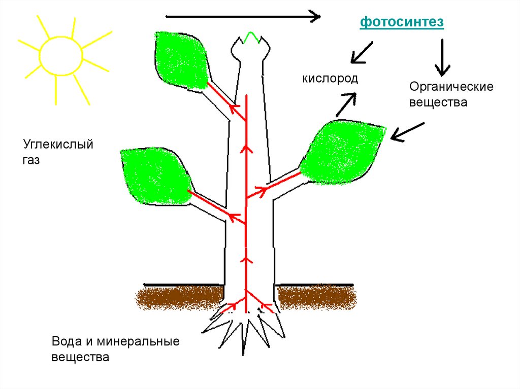 Воздушное питание растений фотосинтез. Фотосинтез картинки для презентации. Фотосинтез растений рисунок. Плющ фотосинтез