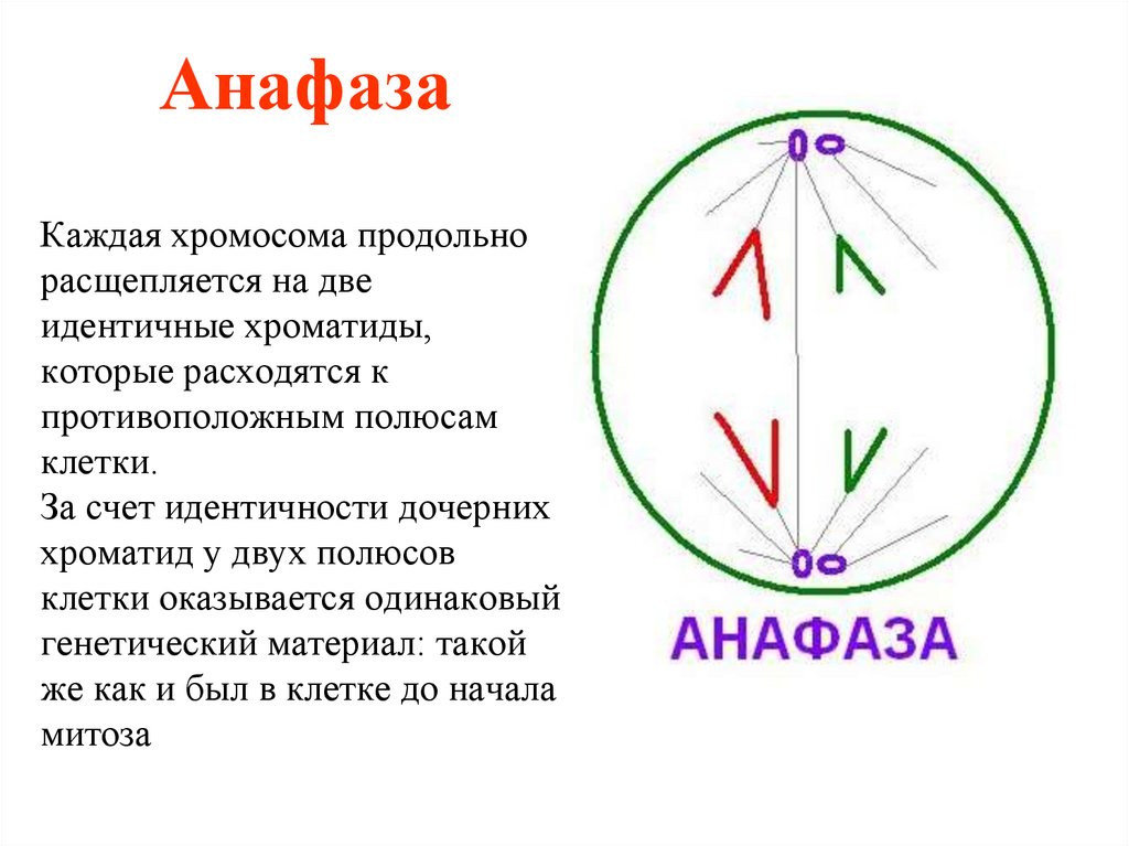 Расхождение центриолей к полюсам клетки фаза. Анафаза 2. Фаза деления клетки анафаза. Анафаза 1. Анафаза митоза 1.