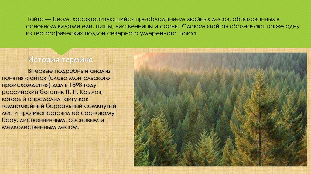 Главное богатство тайги древесина. Лиственнично-сосновые Таежные леса. Тайга это термин. Появление таёжного леса. Происхождение слова Тайга.
