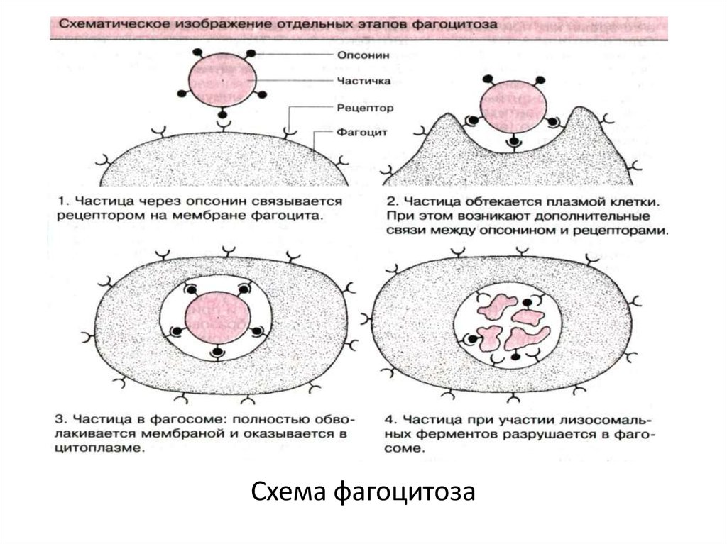 Фазы фагоцитоза схема