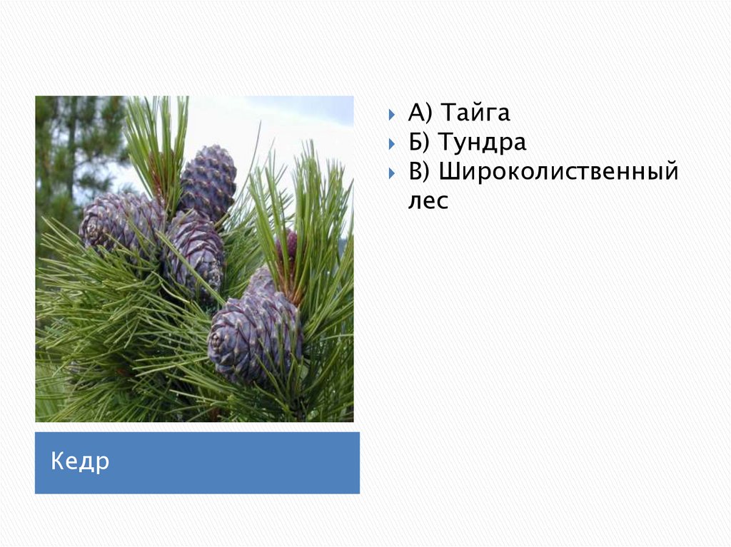 А тундра б тайга. В какой природной зоне кедр. Кедр описание. Широколиственный кедр. Виргинский кедр.