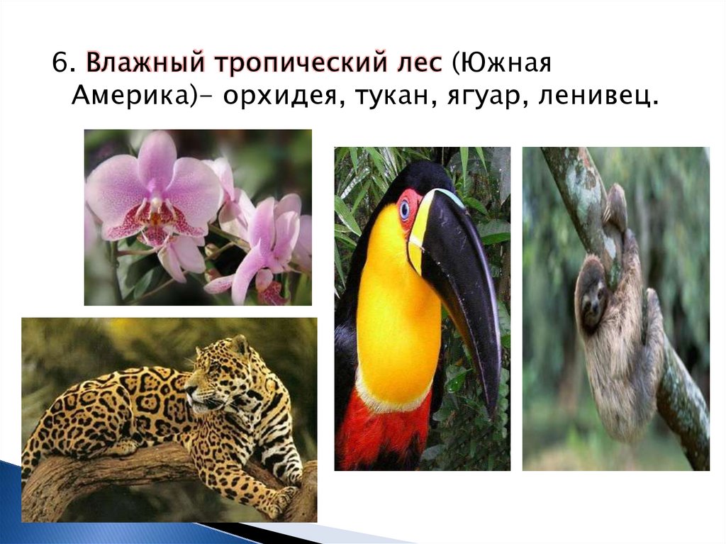 Природные зоны земли биология 5. Орхидея Тукан описание и фото. Для какой природной зоне относятся Тукан Ягуар Ленивец.