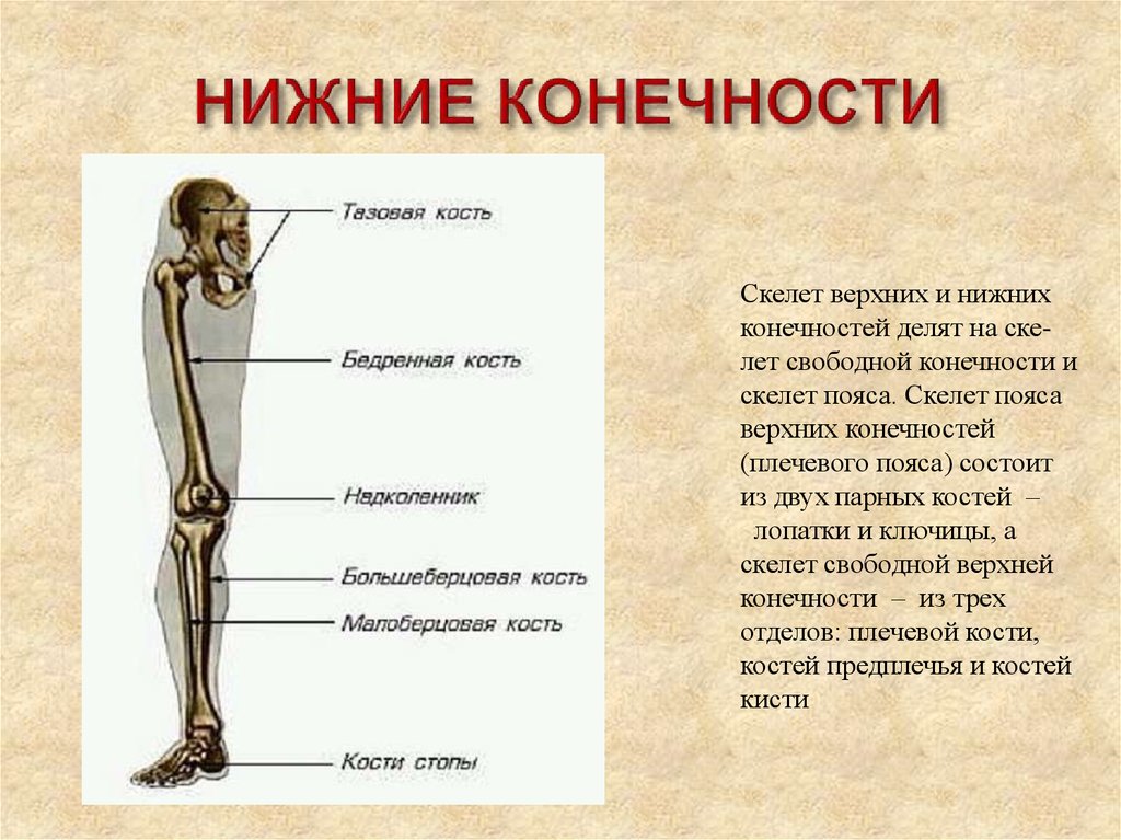 Основные части скелетов поясов и свободных конечностей. Отделы скелета нижней конечности человека. Состав скелета пояса нижних конечностей.