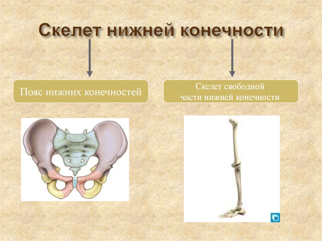 Конечность это. Скелет нижних конечностей. Пояс нижних конечностей человека. Скелет пояса нижних конечностей состоит из. Скелет нижней конечности человека пояс нижних конечностей.