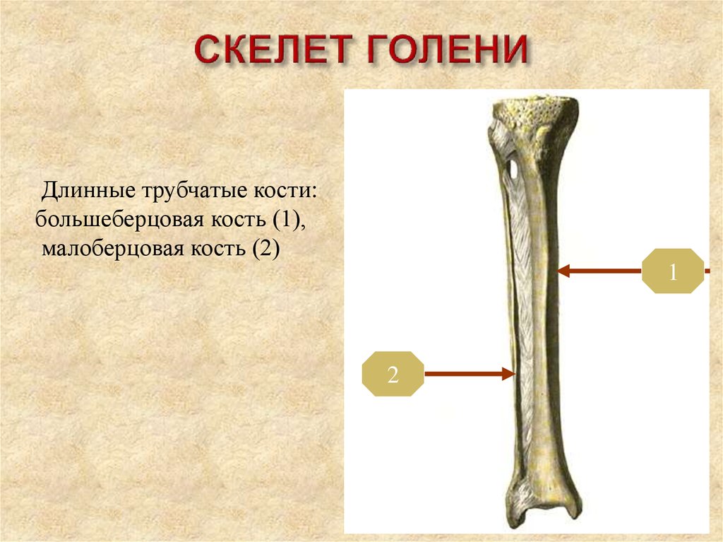 Лопатка трубчатая кость