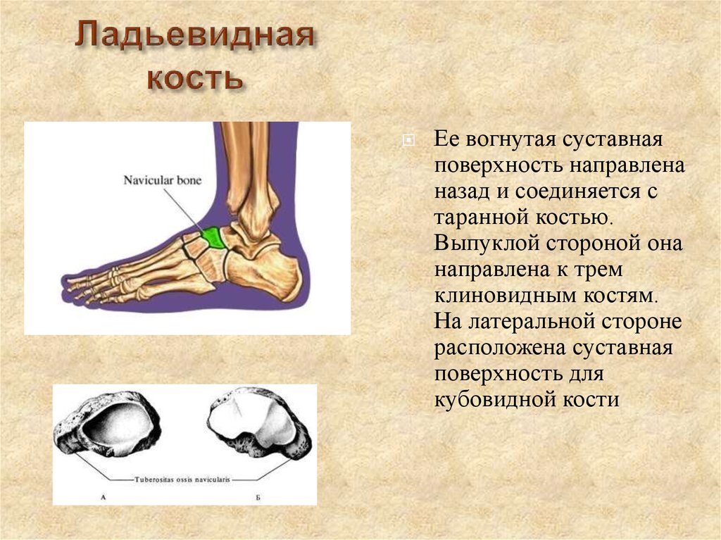 Соединения костей конечностей