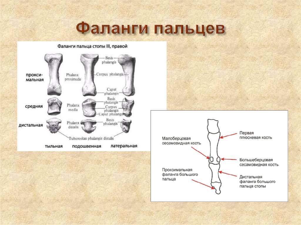 Фаланга кости