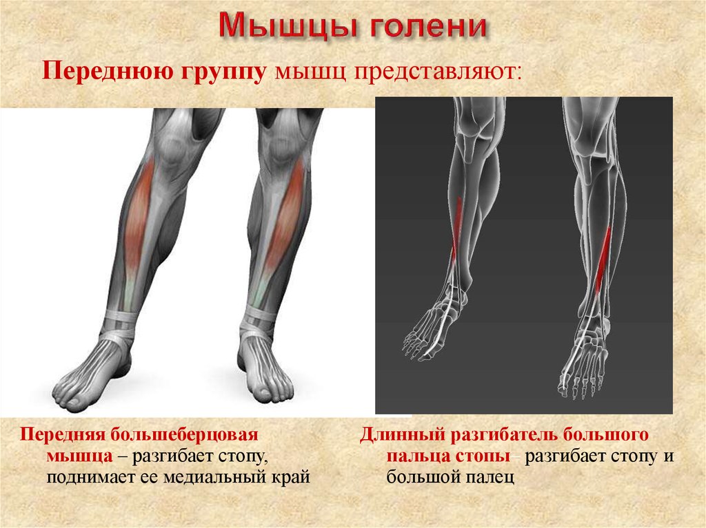 Анатомия мышц голени Синельников