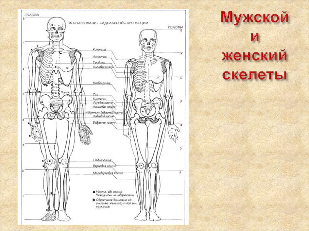 Картинки строение женского скелета