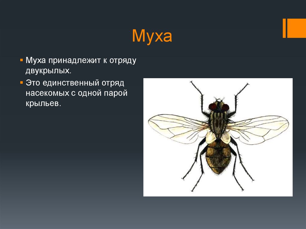 Комнатная муха полное или. Муха (насекомое) Двукрылые. Комнатная Муха. Муха отряд. К какому отряду относится Муха.