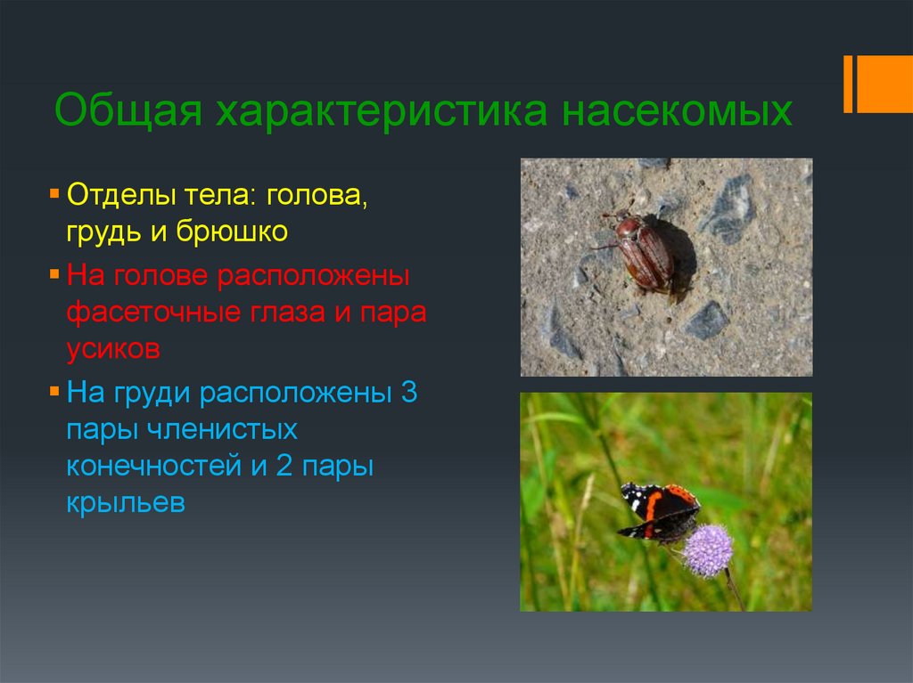 Особенности групп насекомые
