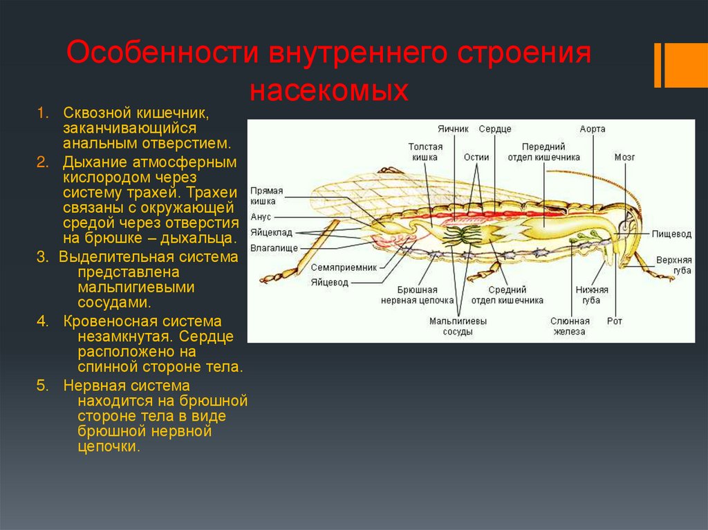 Особенности внутреннего строения. Внутреннее строение палочника. Особенности внутреннего строения насекомых. Строение палочника схема. Внешнее строение палочника.