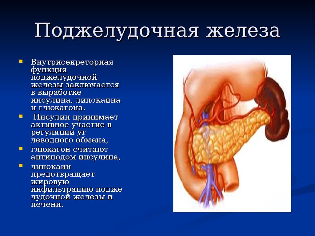 Какова роль поджелудочной железы в организме. Железы поджелудочной железы. Поджелудочная железа процессы пищеварения. Поджелудочная желелеза. Функции поджелудочной железы.