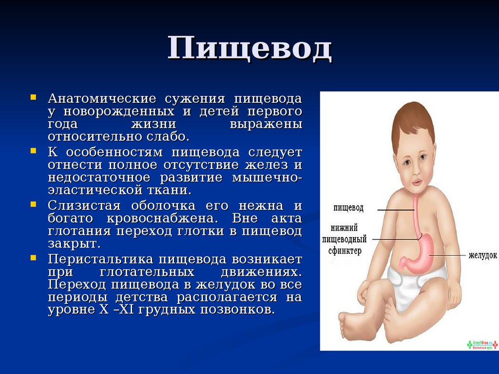 Пищевод у новорожденного. Афо органов пищеварения дошкольников. Пищеварительная система новорожденного особенности. Анатомо-физиологические особенности пищеварительной системы у детей. Строение пищевода у детей.