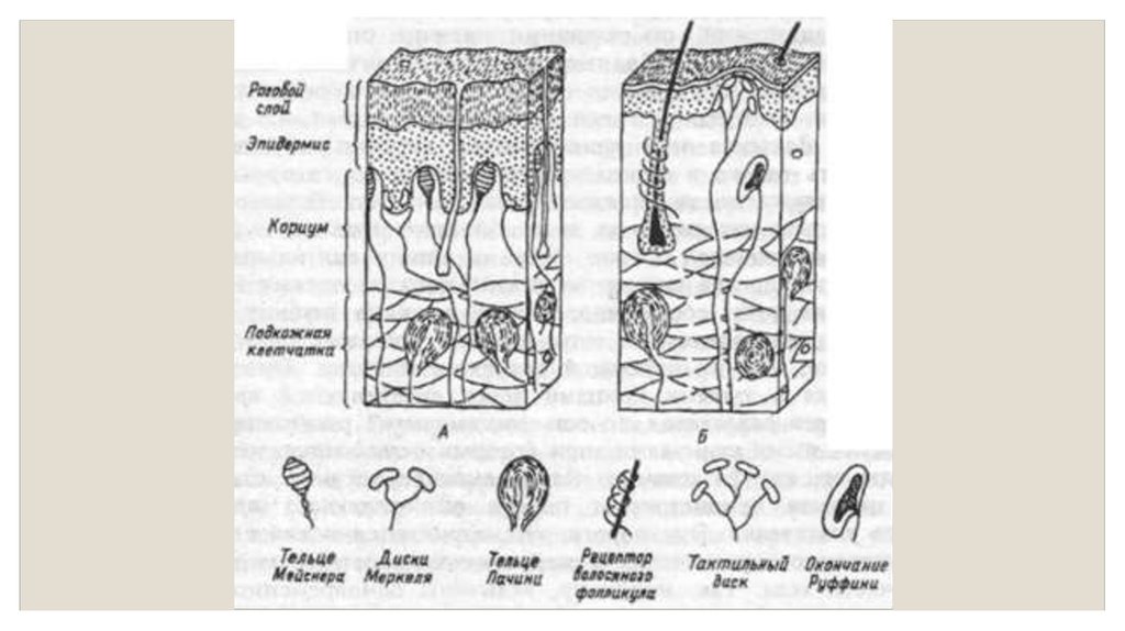 Рецепторы кожи рисунок
