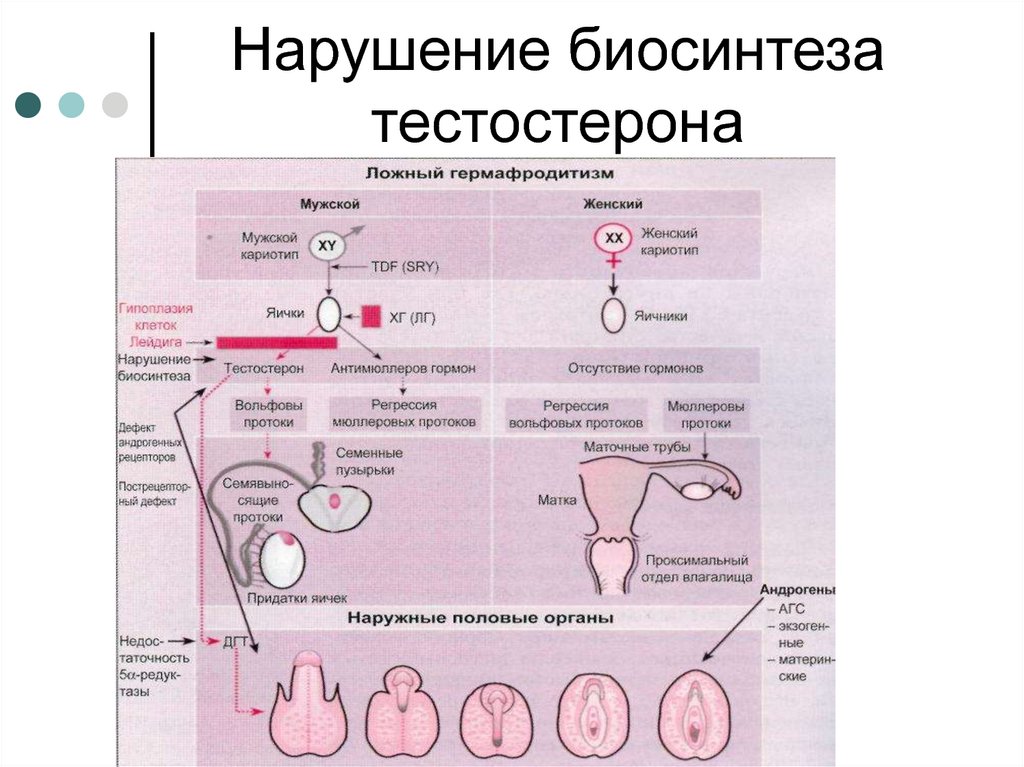 Секреция женских половых гормонов. Схема половых гормонов. Синтез половых гормонов у женщин. Тестостерон биохимия. Схема синтеза половых гормонов.