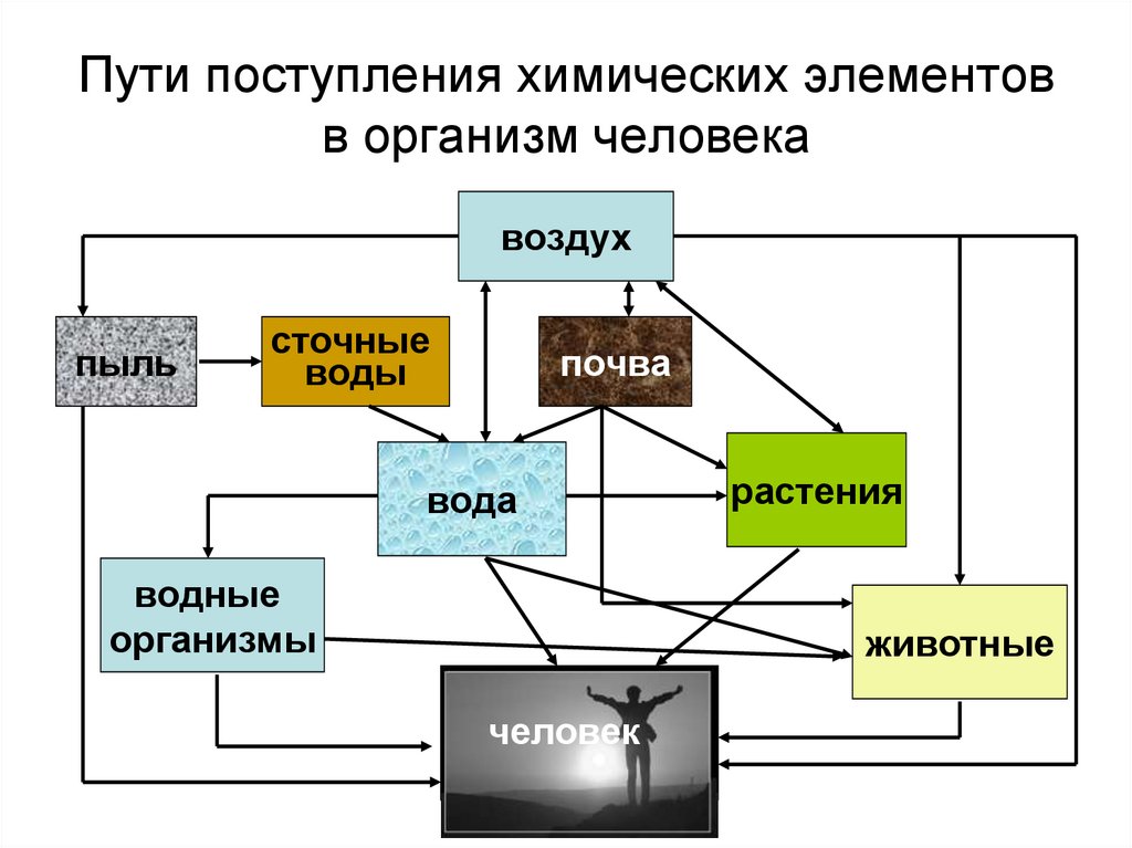 Передача токсичных веществ по пищевой цепи схема