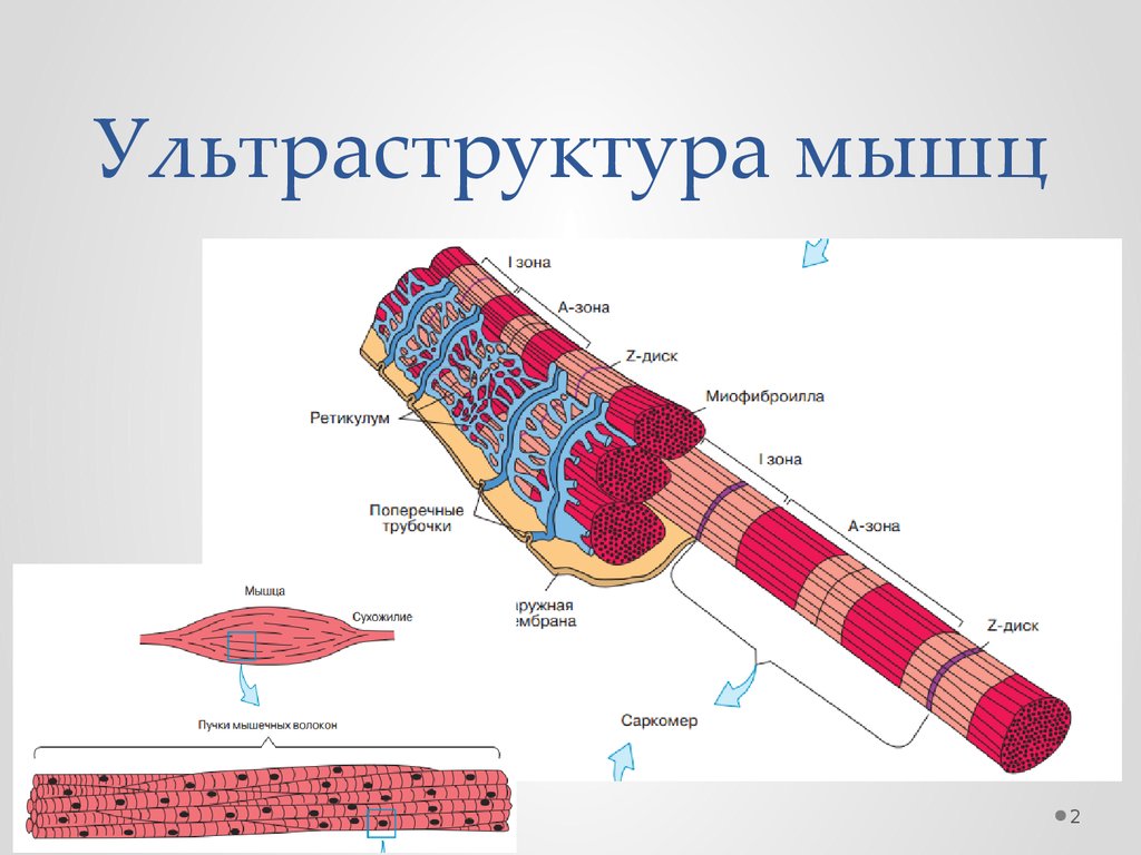 Зоны мышц