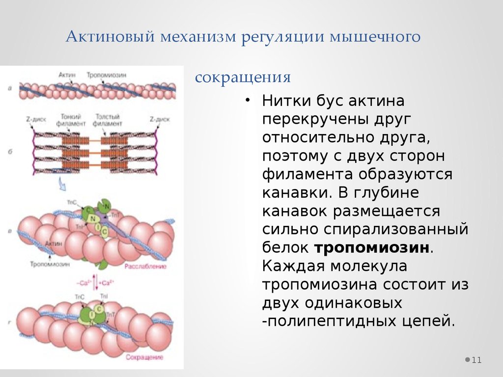 Белки сокращение мышц