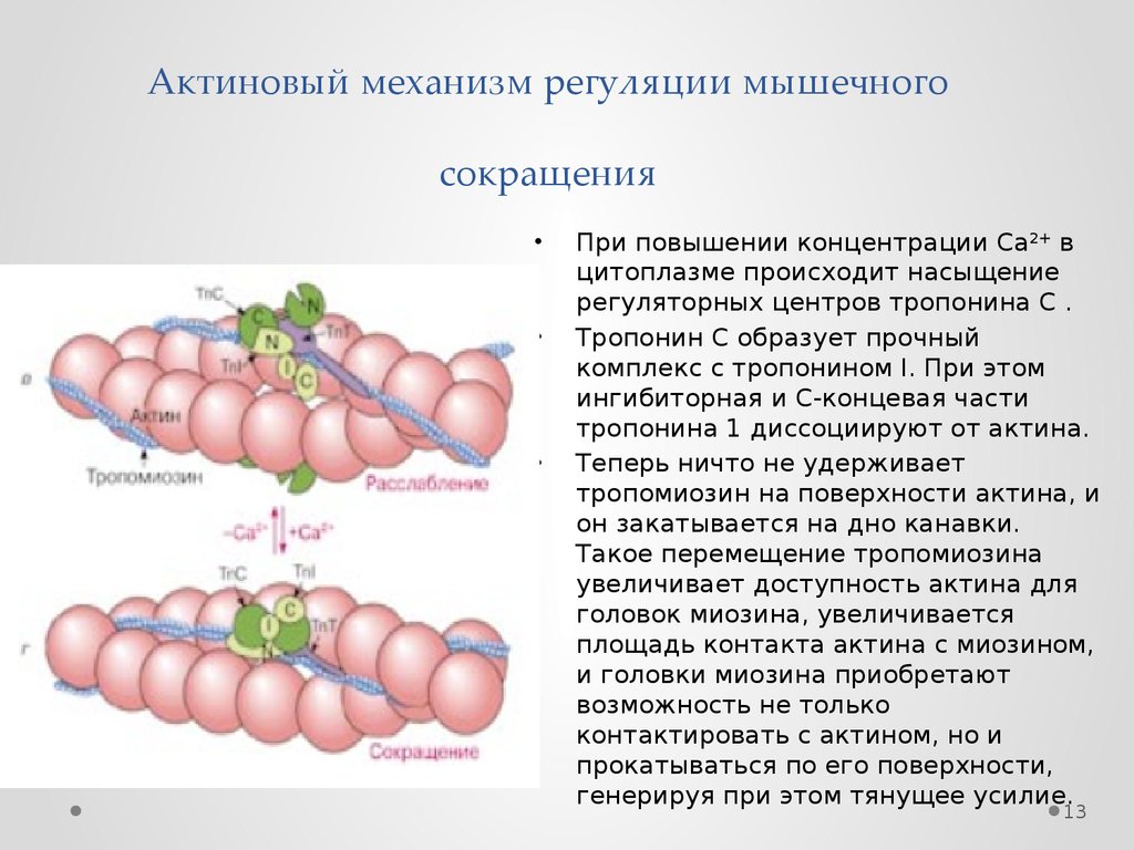 Биохимия мышечного сокращения схема