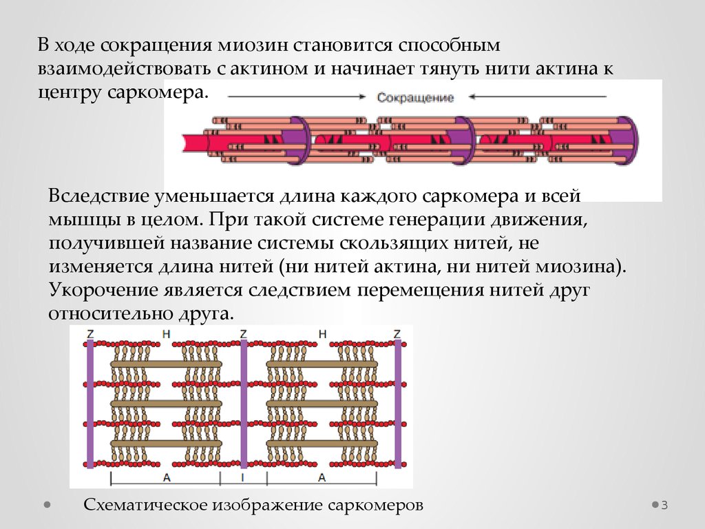 Актин и миозин рисунок