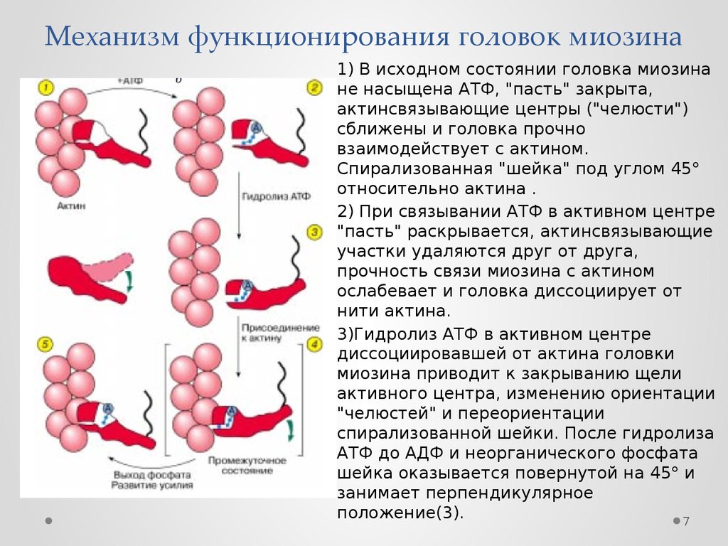 Синтез миозина