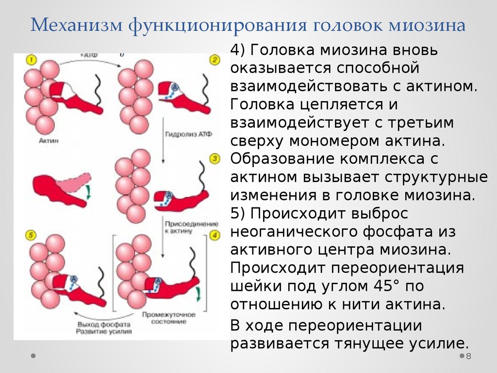 Синтез миозина