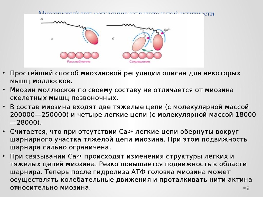 Синтез миозина