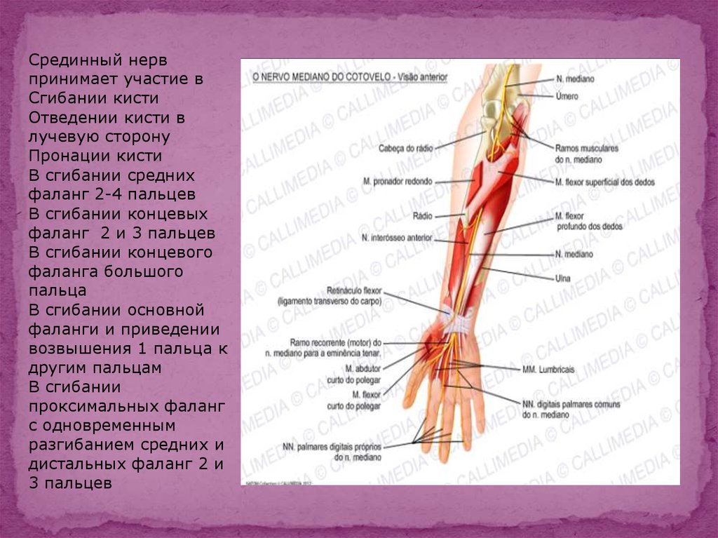 Срединный нерв запястья. Нерв medianus. Срединный нерв. Нейропатия срединного нерва. Топографическая анатомия срединного нерва.
