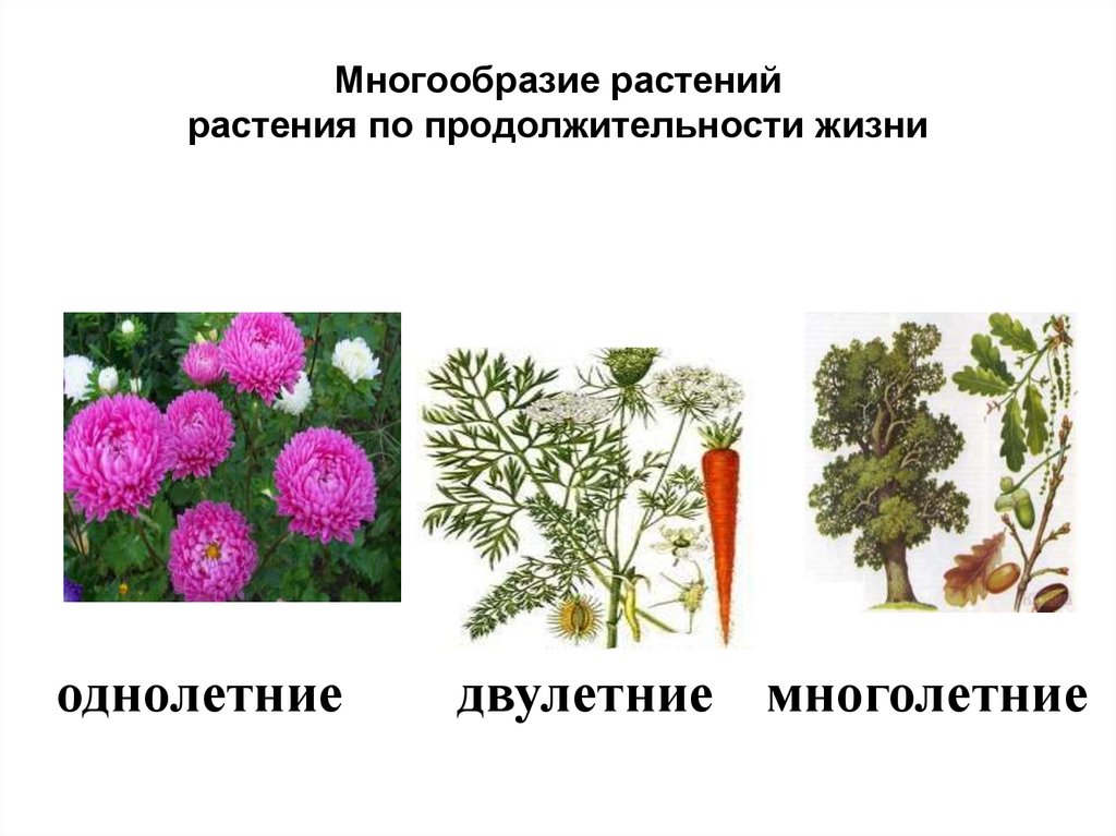 На какие две группы можно разделить растения. Разнообразие растений по продолжительности жизни. Разделить растения на группы. Деление цветковых растений на группы. Растение и их разнообразие.