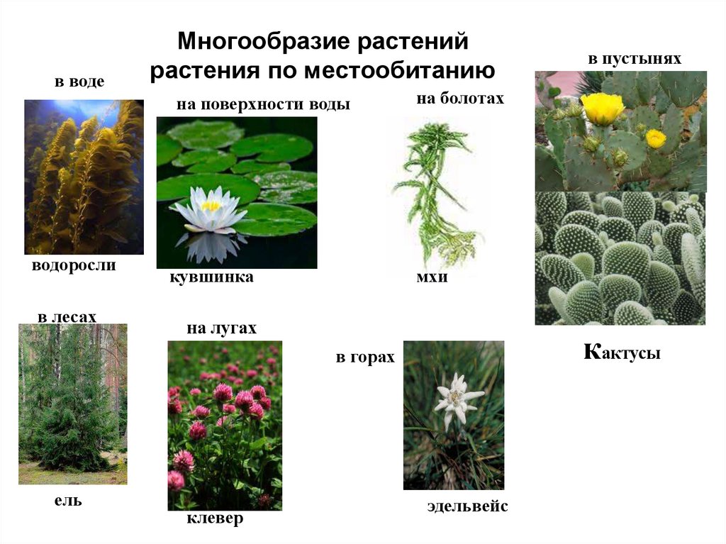 Объяснить название растения. Название растений. Многообразие видов растений. Разнообразные растения. Декоративные растения названия.