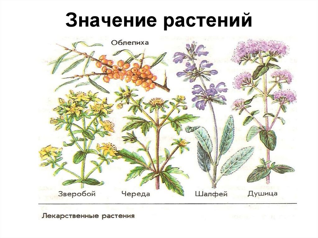 Значение трав. Значение растений. Растение и из значение. Значение трав и цветов.