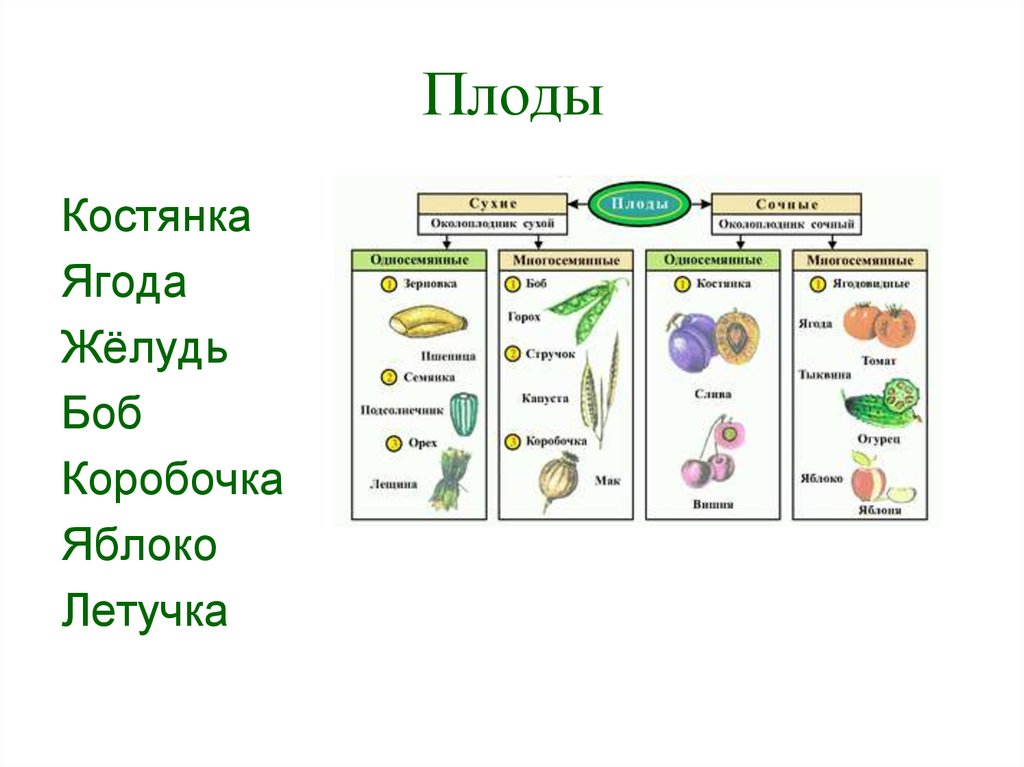 У каждого времени свой плод 1 класс окружающий мир перспектива презентация