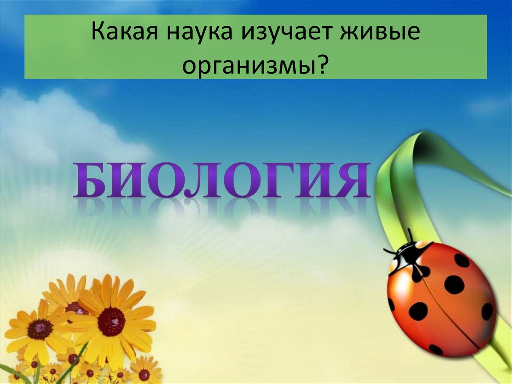 Наука изучающая живые организмы. Какие науки изучают живые организмы. Как называется наука изучающая живые. Как называются ученые изучающие живые организмы. Как называется наука изучающая живые организмы 5 класс.