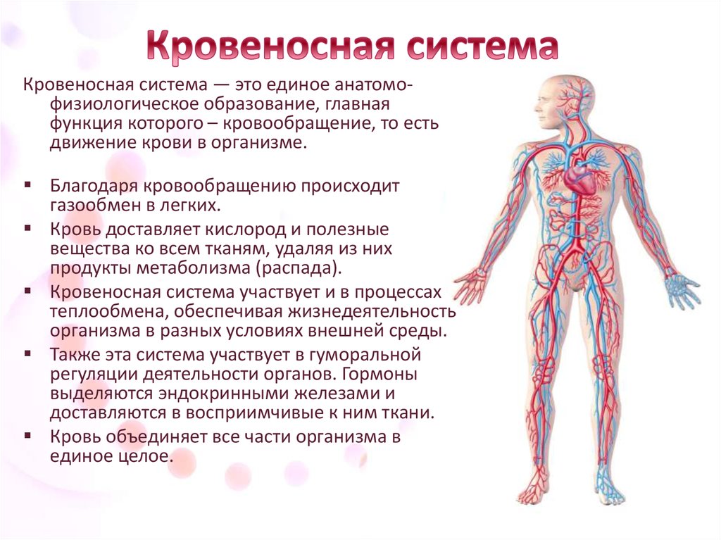 Система кровообращения человека состоит. Строение и функции кровеносной системы. Кровеносная система человека кратко 4 класс. Опишите функции кровеносной системы. Функция кровеносной системы человека 3 класс.