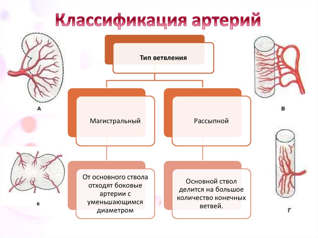 Виды артерий. Строение и классификация артерий. Строение артерии и вен классификация. Классификация сосудов артерии. Классификация артерий гистология.