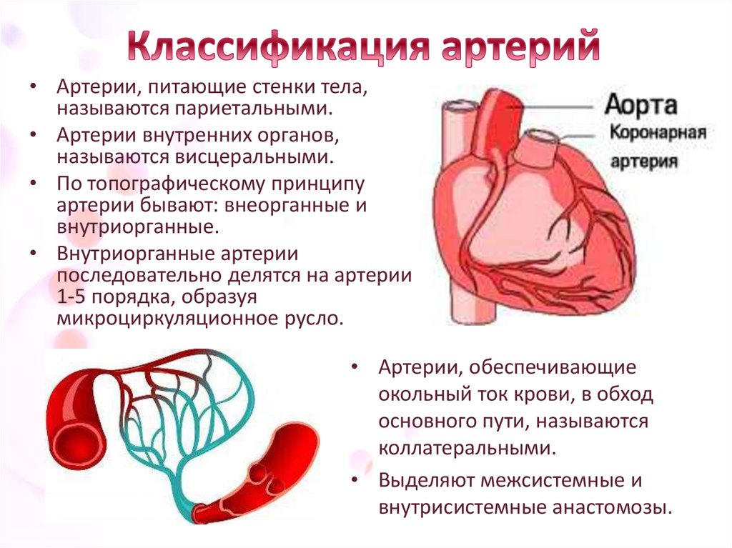 Статья артерия жизни по дну чего. Классификация стенозов коронарных артерий. Строение и классификация стенки артерий. Анатомия коронарных артерий. Особенности строения артерии кратко.