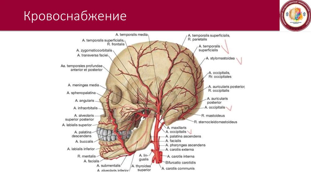 Артерия латынь. Кровоснабжение мозгового отдела головы топографическая анатомия. Кровоснабжение свода головного мозга. Зона кровоснабжения затылочной артерии. Кровообращение челюстно лицевой области.