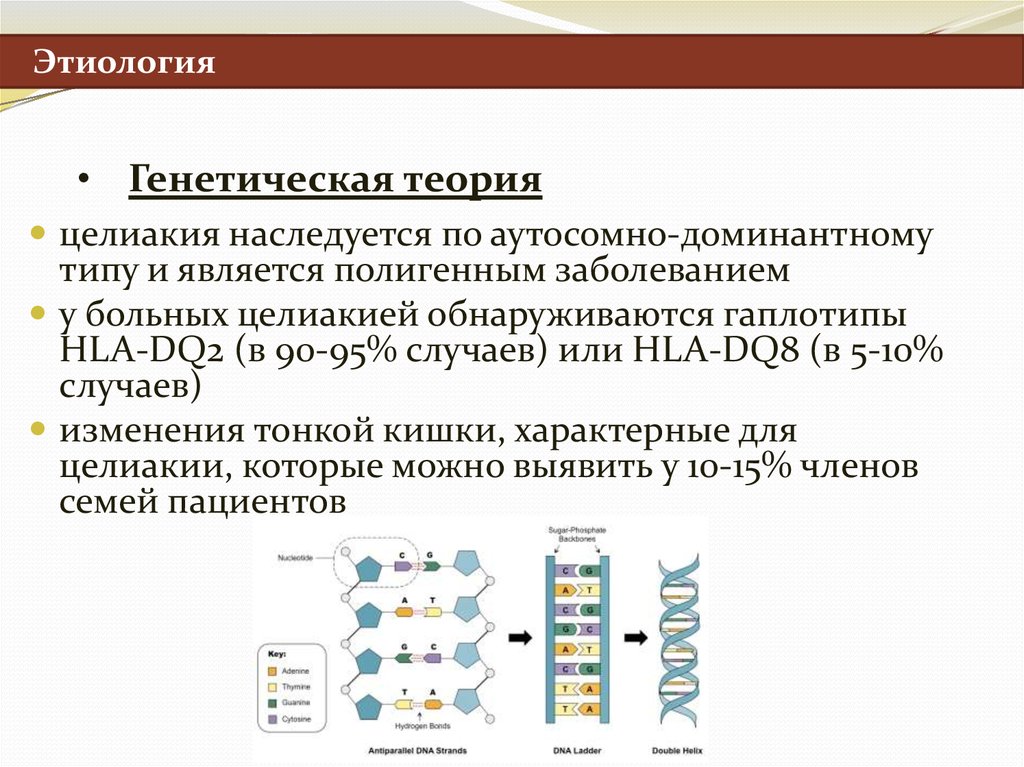 Hla dq2 целиакия